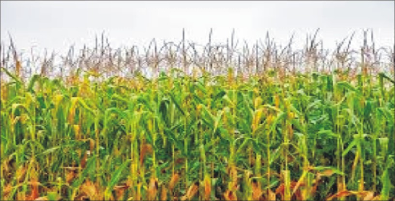 High-Quality Maize Seeds to Double Area under Maize Production