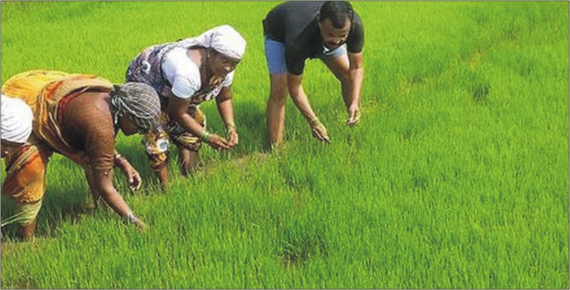 Paddy Sowing & Transplantation By 10 Days