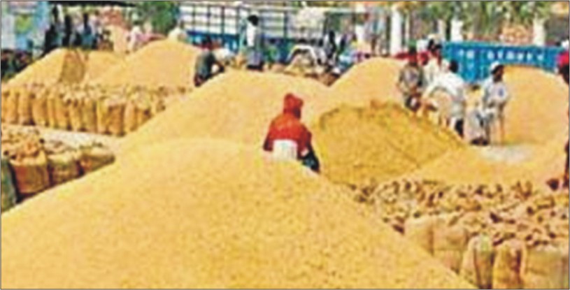 Punjab Procures 98 Percent of Wheat arrived so far in Mandis