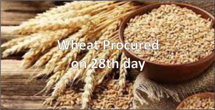 Wheat Procured on 28th day